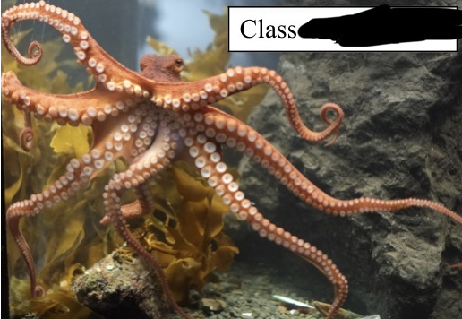 <p>Which class of phlyum mollusca is this in?</p>