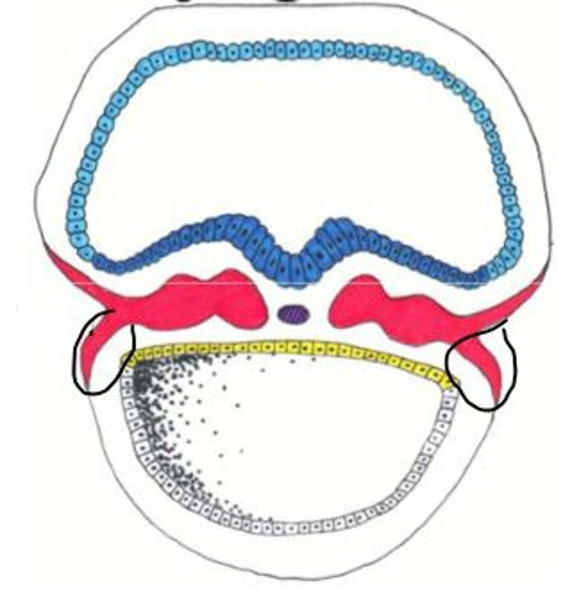 <p>mesoderm that forms the heart, blood vessels, and most connective tissues of the body</p>