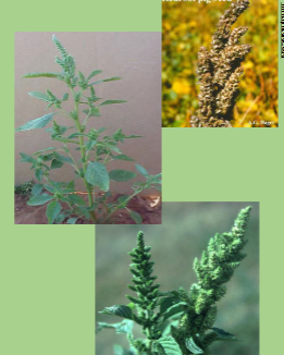 <p>What plant is this?</p>
