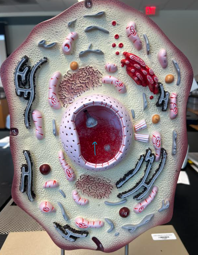 <p>ID organelle </p>