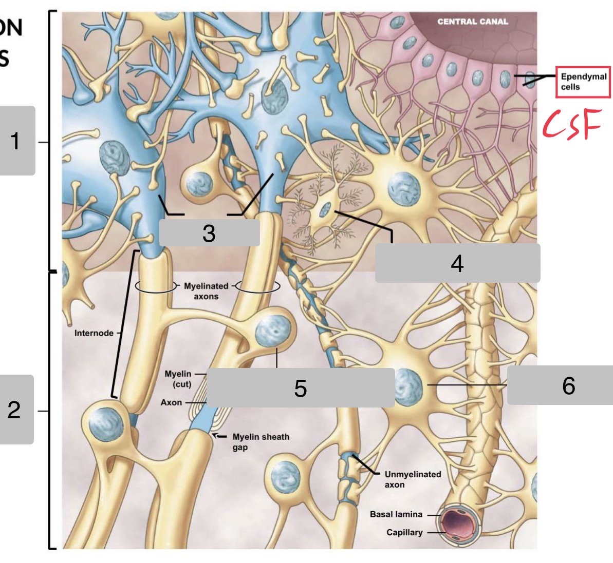 <p>Label the parts of the CNS</p>