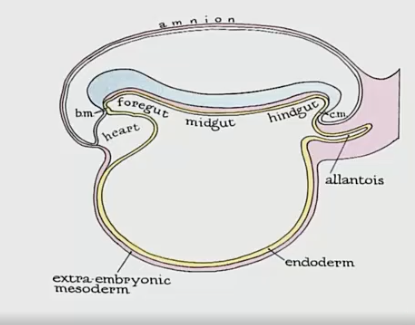 <ul><li><p>The rapidly growing brain pushes the heart and the diaphragm/lung contents inferiorly. This not only explains the cervical roots innervating the diaphragm, but also explains the boundaries of the different parts of the gut tube.</p></li></ul><ul><li><p>This is called cranial-caudal folding</p></li></ul><p></p>