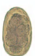 <p>Identify</p>