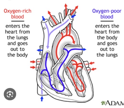 <p><span><span>Vena Cava -> Right Atrium -> Tricuspid Valve -> Right Ventricle -> Pulmonary SL Valve -> Pulmonary Trunk/Arteries -> Lungs -> Pulmonary Veins -> Left Atrium -> Mitral (Bicuspid) Valve -> Left Ventricle -> Aortic SL Valve -> Aorta</span></span></p>