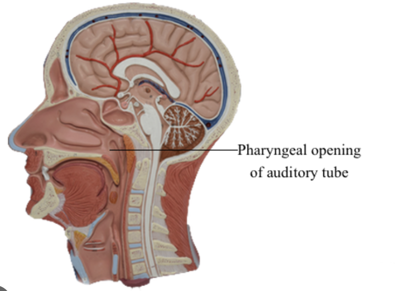 <p>Auditory (eustachian) tube - equalizes pressure</p>