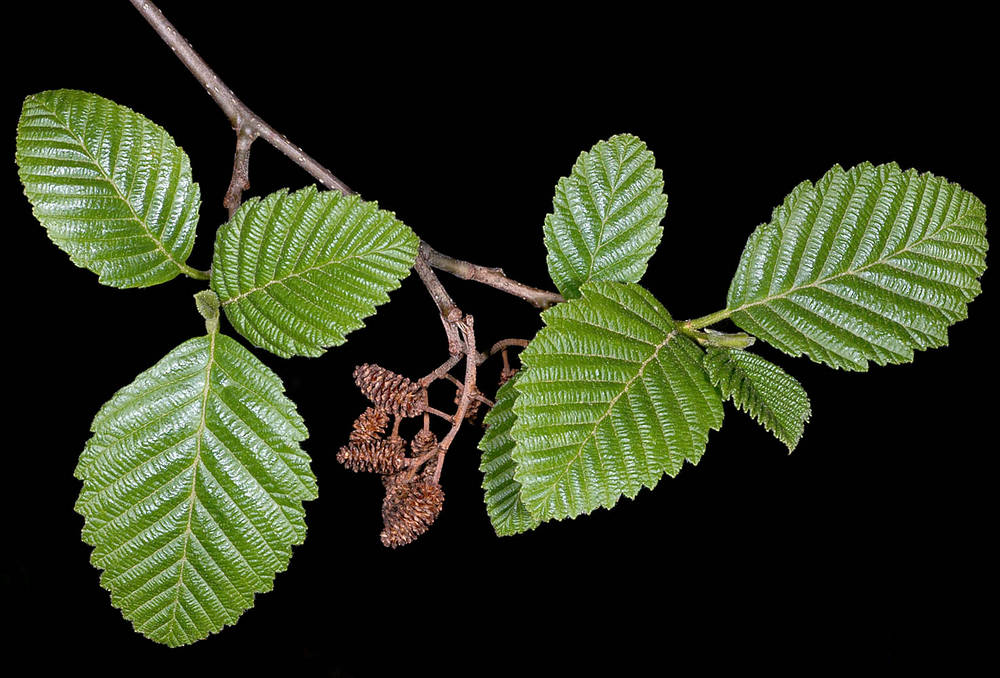 <p>clusters of small, woody cone-like structures, serrated edges with a wavy look</p>