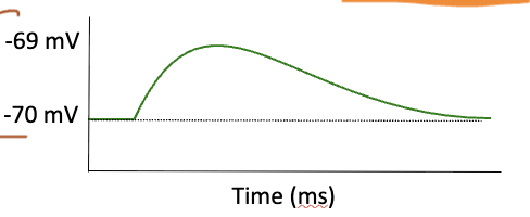 <p>Chemically-gated cation channel graded potential</p>