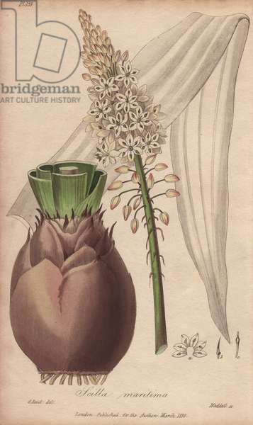 <p>Cardiotonique issu de l'hydrolyse du scillarène A, actif par voie orale et d'élimination rapide.</p>