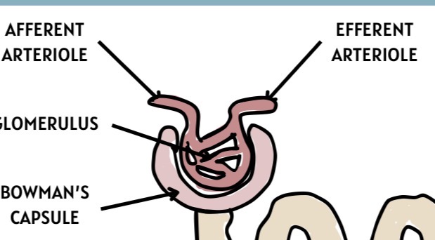 <p>Efferent Arteriole (exits)</p>