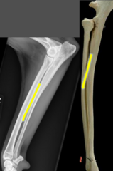 <p>What is this yellow line?</p>