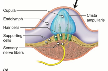 <ul><li><p>sensors detect where body is in space w/ sensory hair cells </p></li><li><p>@ end of each semicircular duct</p></li><li><p>filled w/ <u>endolymph </u>&amp; pushes <u>cupula </u>→ <u>hair cells </u>in cupula move as endolymph moves → hair cells release NTMs (constant) → fire APs along sensory nerve toward head</p></li></ul><p></p>