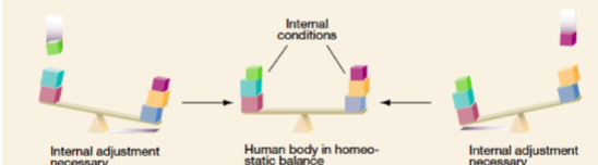<p>What is Homeostasis?</p>