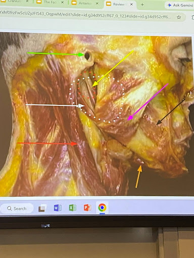 <p>White circle:</p><p>Red arrow:</p><p>Orange:</p><p>Black arrow:</p><p>pink:</p>