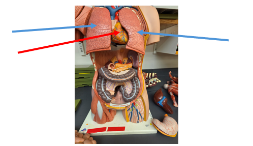 <p>Lungs (Human)</p>