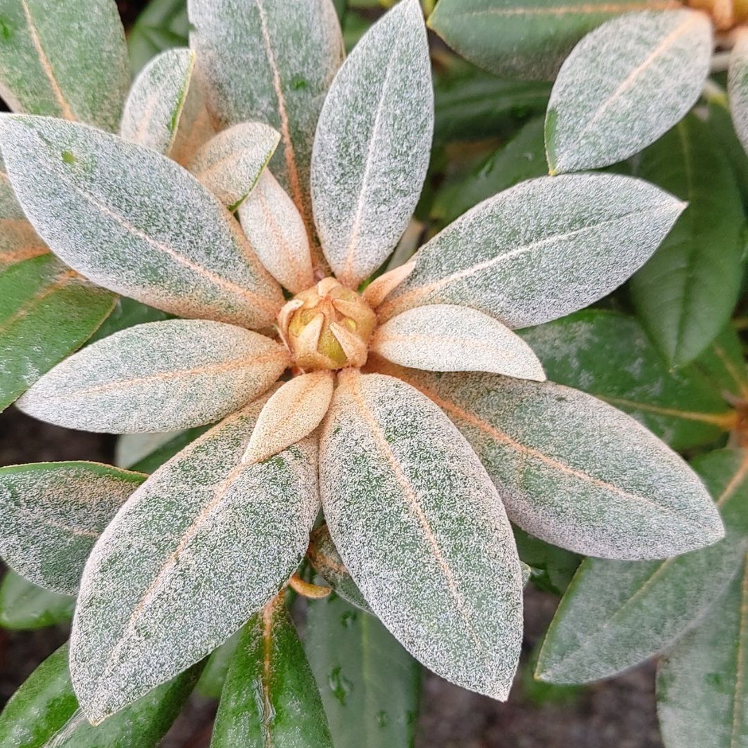 <p><mark data-color="#ffffff" style="background-color: rgb(255, 255, 255); color: inherit;">a plant surface is densely covered with short, soft, matted, or woolly hairs</mark></p>