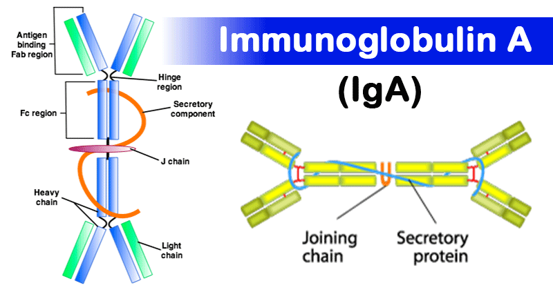 <p>Secretory antibody. Found in mucosal areas (saliva, tears breast milk), protects body openings, neutralizes and trap pathogens in secretions</p>