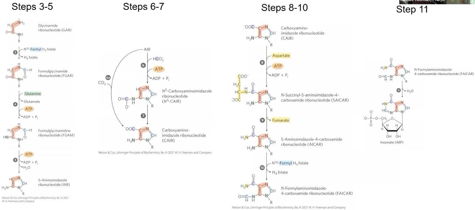 <p>Know that this pathway is very energy expensive; Requires many AAs and an <em>N</em>-Formyl Tetrahydrofolate (Type of THF) (Formyl transfer happens in Step 10)</p><p>Step 5 forms the first ring; Step 11 forms the first purine ring set</p><p>Inosinate (IMP) is made in step 11 via <strong>IMP synthase </strong>and is the first nucleotide in this pathway</p><p>Know IMP structure</p>