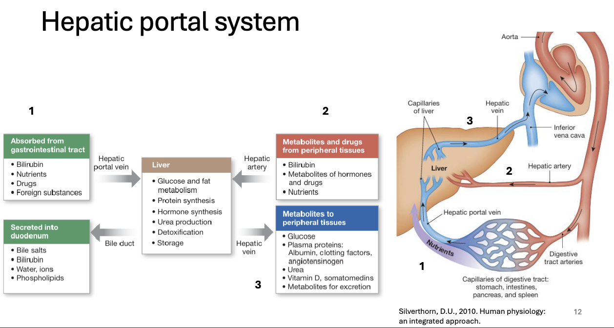<p>Hepatic Portal System</p>