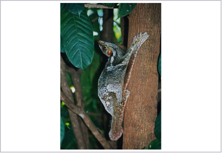 <p>What is the infraclass of the animal shown?</p>