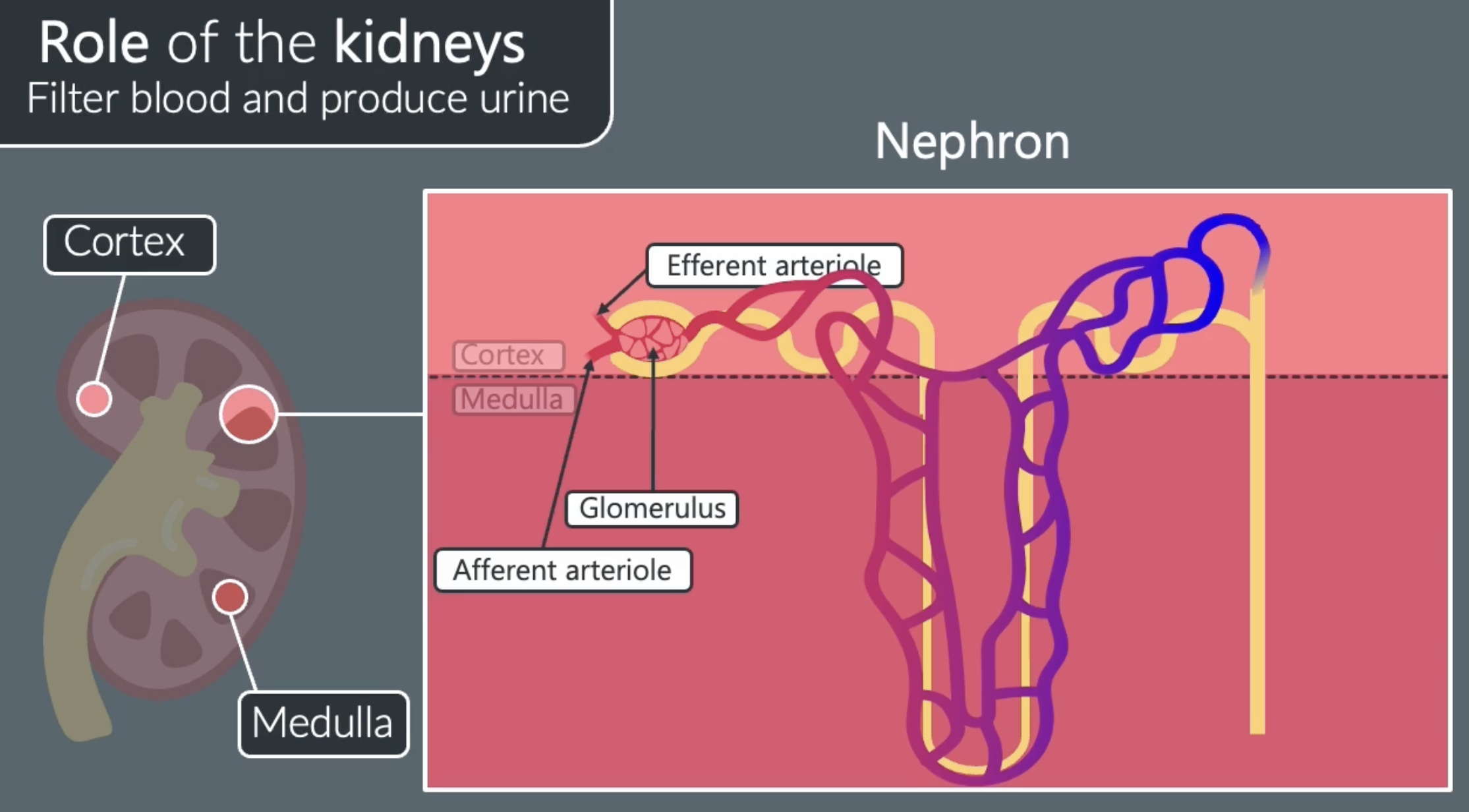<p>the glomerulus is a mass of blood capillaries found in the bowmans capsule, blood is supplied to the glomerulus by the afferent arteriole </p><p>the efferent arteriole carries blood away from the glomerulus to another network of capillaries in the rest of the nephron. ensures that theres a short diffusion pathway to the blood</p>