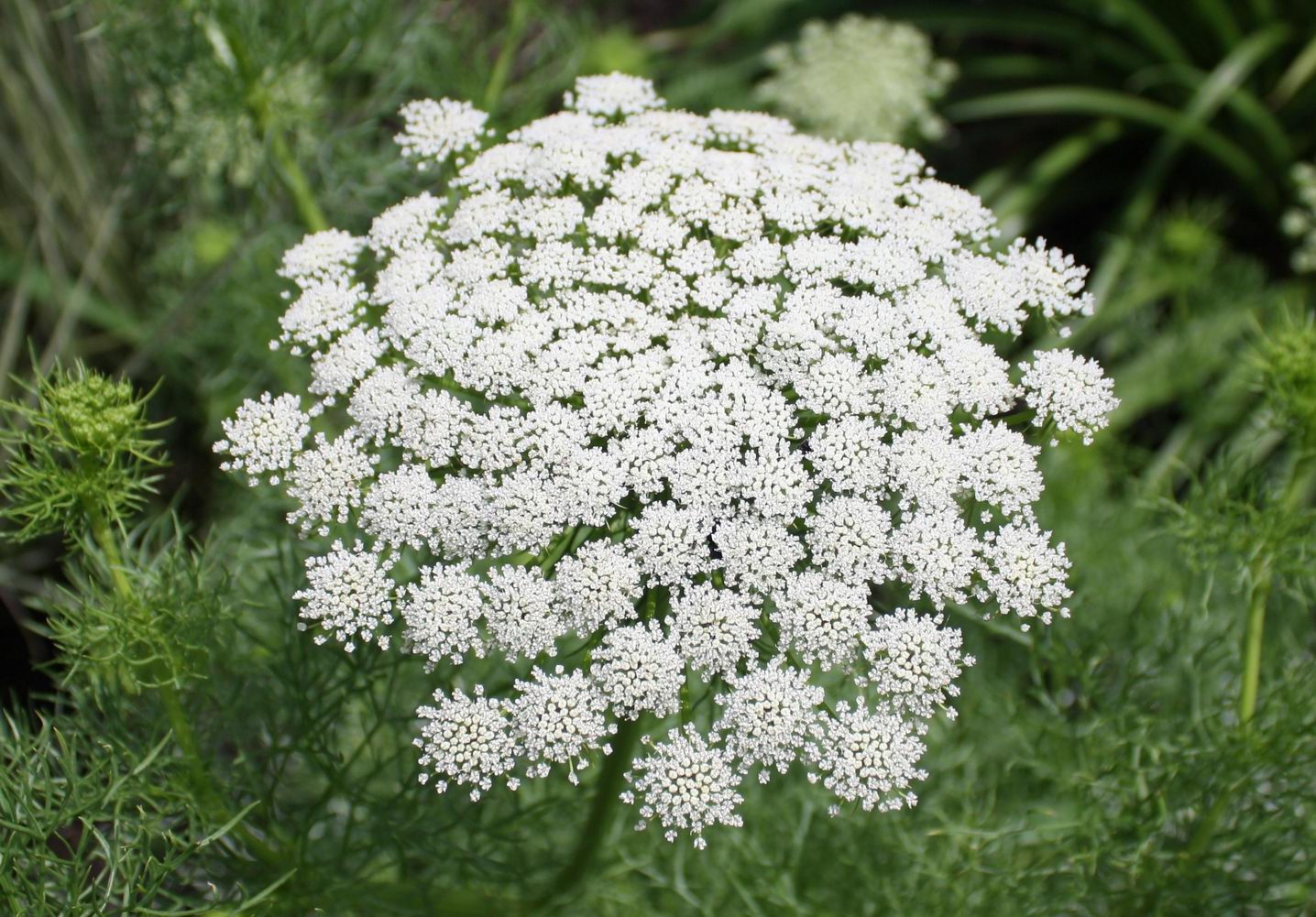 <p>non-native but doesn’t persist, <em>only full sun, poor soil</em></p>