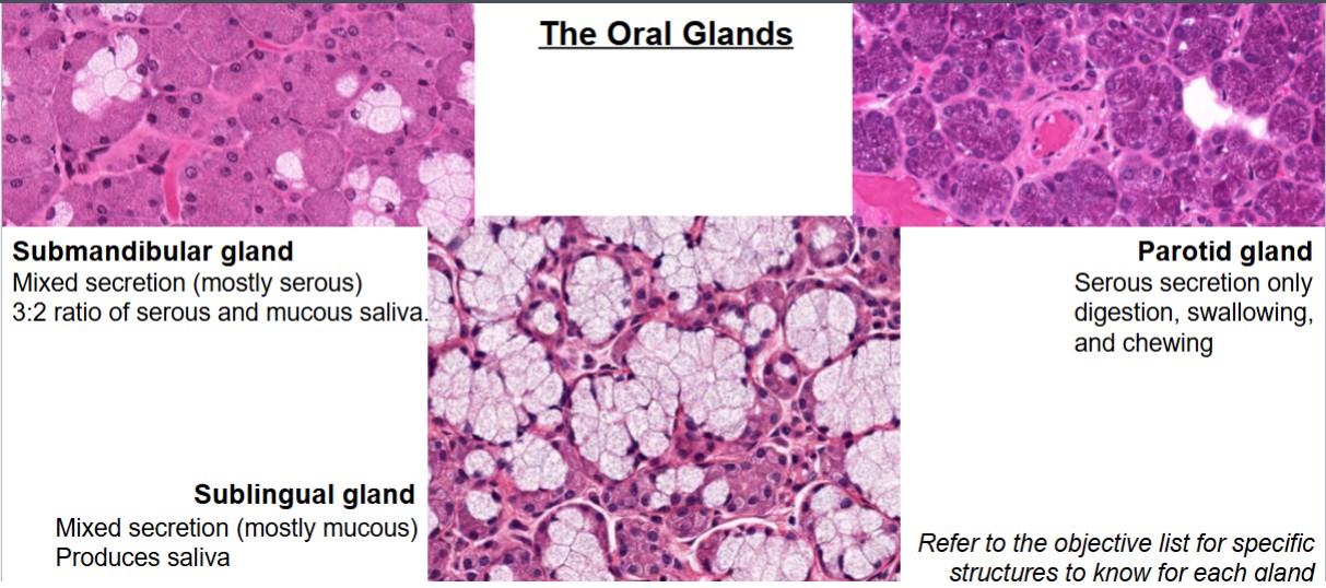<p>Notes: parotid is the darkest, followed by submandibular, and then sublingual. Sublingual has the most fat within it.</p>