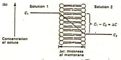 <ul><li><p><span style="background-color: transparent; font-family: "Arial Rounded", sans-serif;">transport melalui membran semi permiabel. </span><span style="background-color: transparent;">zat bergerak dari satu ruang ke ruang lain yg kadarnya lebih rendah</span></p></li><li><p><span style="background-color: transparent; font-family: "Arial Rounded", sans-serif;">Kecepatan difusi berbanding langsung dg besarnya gradien /perbedaan kadar</span></p></li><li><p><span style="background-color: transparent; font-family: "Arial Rounded", sans-serif;">Pada waktu menembus membran, molekul zat larut dalam komponen lipid membran sesuai dengan kelarutannya dalam lipid dan koefisien partisi lipid/air 🡪 molekul meninggalkan membran dan larut masuk ke dalam medium air dari sitoplasma.</span></p></li></ul><ul><li><p><span style="background-color: transparent; font-family: "Arial Rounded", sans-serif;">Ion tidak larut dalam lipid -> tdk dpt menembus membran</span></p></li><li><p><span style="background-color: transparent; font-family: "Arial Rounded", sans-serif;">Jika zat berupa elektrolit (asam / basa lemah): yang tidak terion (molekul) akan menembus&nbsp;membran disebut ‘difusi non ionik’</span></p></li></ul><ul><li><p><span style="background-color: transparent; font-family: "Arial Rounded", sans-serif;">Zat yang bersifat asam lemah lebih cepat diabsorpsi dalam suasana asam karena zat yang berbentuk molekul lebih banyak dari pada yang berbentuk ion. Zat yg bersifat basa lemah sebaliknya.</span></p></li><li><p><span style="background-color: transparent; font-family: "Arial Rounded", sans-serif;">Zat-zat yang diabsorpsi secara difusi pasif&nbsp; :</span></p></li></ul><p><span style="background-color: transparent; font-family: "Arial Rounded", sans-serif;">&nbsp;&nbsp;&nbsp;-&nbsp;Asam organik/basa organik lemah, non elektrolit&nbsp;&nbsp;&nbsp;</span></p><p><span style="background-color: transparent; font-family: "Arial Rounded", sans-serif;">- organik (alkohol, urea) dan glikosida jantung (sebagian)</span></p><p><br></p><p></p>