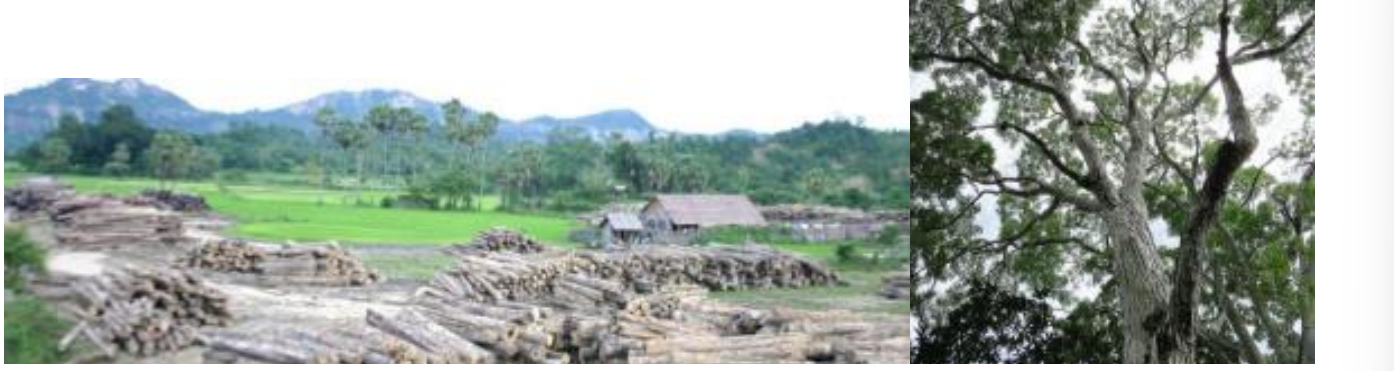 <p>A net forest loss of 7 million hectares per year takes place in tropical countries, particularly in low income countries. Usually consumer demand is the reason: </p><ul><li><p>Broad leaf mahogany (Swietenia macrohylla) also called caoba. Latin American species. </p></li><li><p> African cherry (Prunus africana).</p></li></ul><p></p>
