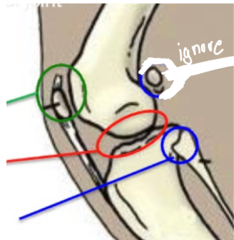 <p>what joint name and type is indicated by the green arrow in this image of the genual (stifle) joint</p>