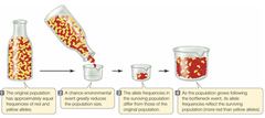 <p>Environmental conditions result in the survival of only a few individuals. Genetic drift can reduce genetic variation in the population</p>