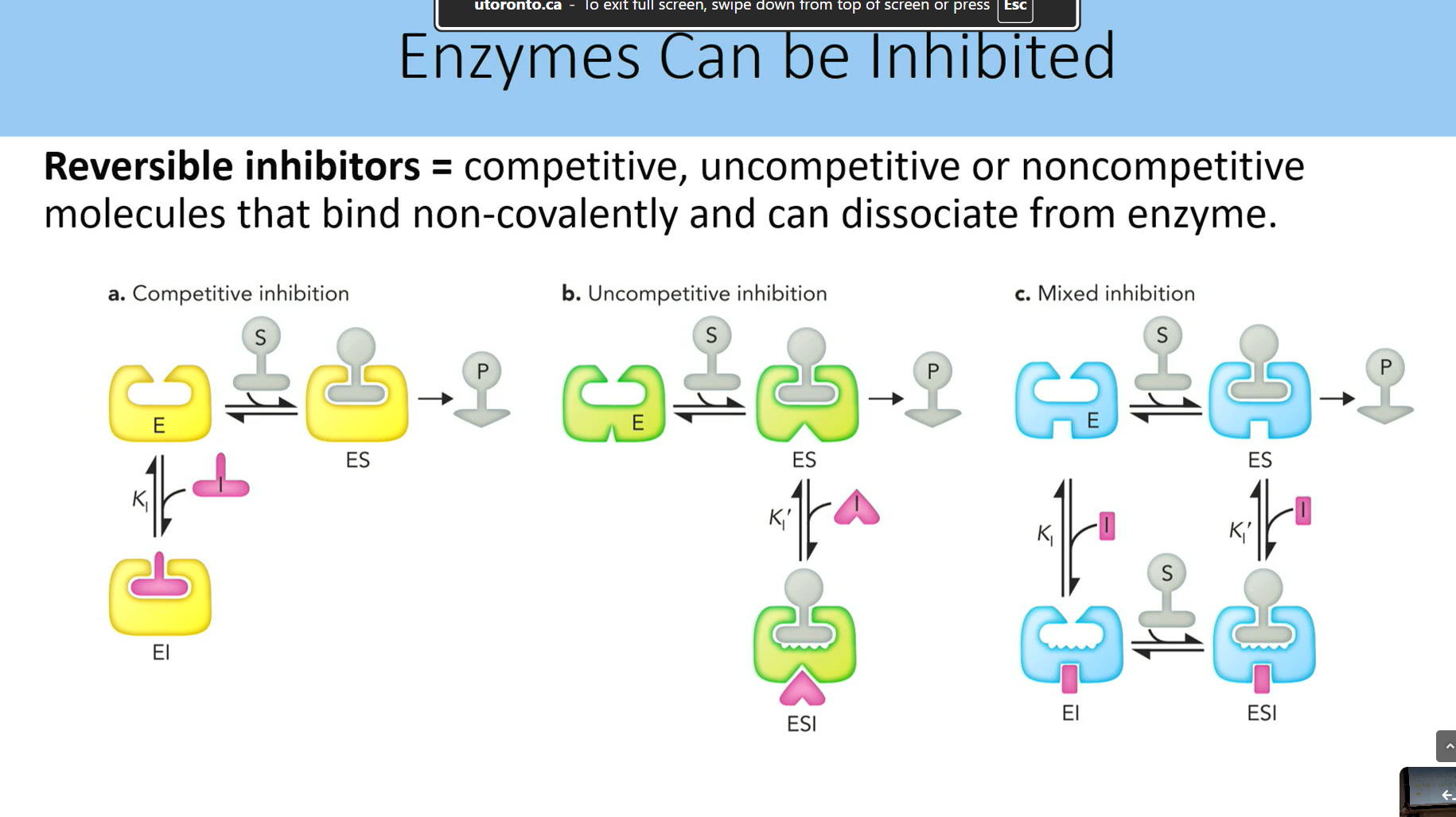 <p>competitive, uncompettive or non comp molecules bidning non covalently and can dissocate from enzume</p><p>KI IS FOR ACTIVE SITE BININDG, KI’ IS FOR OTHER SITE BINDING</p>