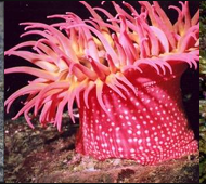 <p>What phylum and class is this?</p>