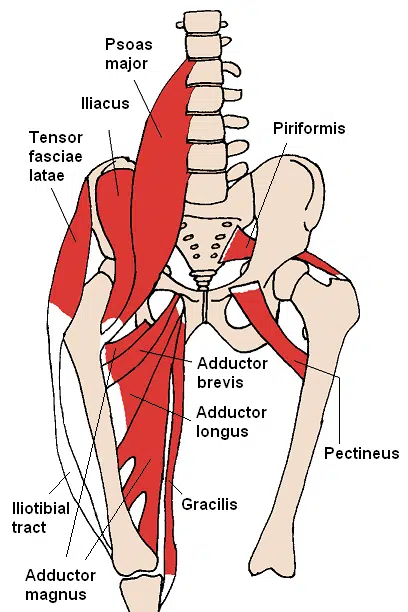 <p>groin</p>