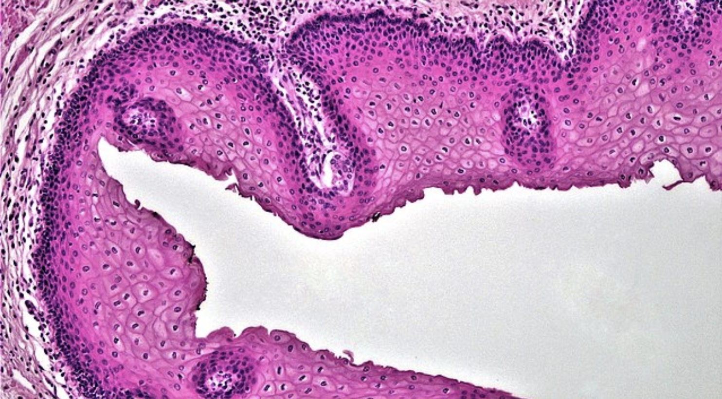<p>What epithelium function is displayed?</p>