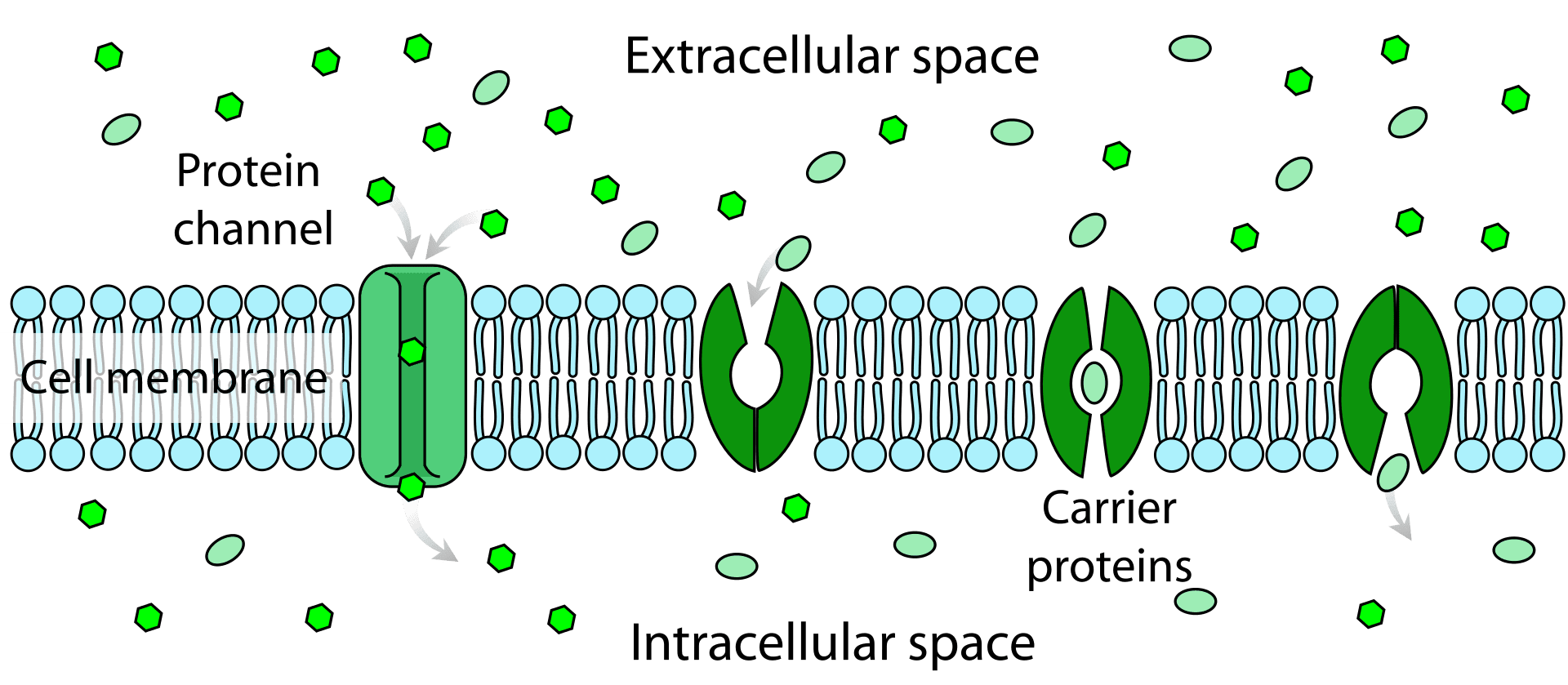 <p>substances require a protein carrier for passive transport</p><p>molecules are too large or lipid insoluble</p><p>proteins are VERY selective</p>