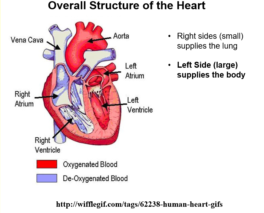 <p>Left hand side muscle layer is thicker because it pumps blood around the whole body</p>