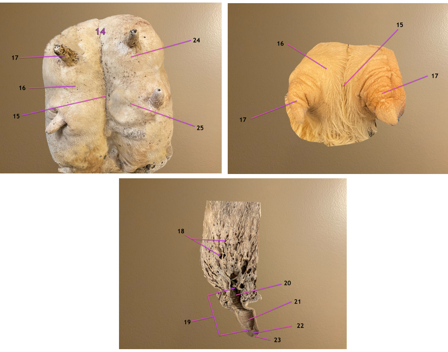 <p>pic 1: ventral view of cow mammary gland, cranial to top</p><p>pic 2: same but of SR </p><p>pic 3: inside a quarter</p><p>.</p><p>label the entire structure 14</p><p>label 18-21</p>