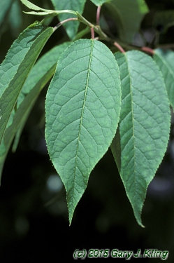 <p>Prunus maackii</p>