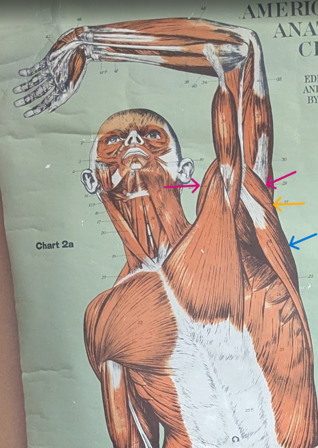 <ul><li><p>pink= deltoideus</p></li><li><p>orange=teres major</p></li><li><p>blue= latisimus dorsi</p></li></ul><p></p>