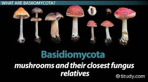 <p>Phylum Basidiomycota: Reproduction, cellularity, fruiting body structure, relevant details </p>