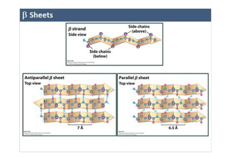 <ul><li><p>extended zig-zag strands </p></li><li><p>stabilized by inter-strand H-bonds </p></li><li><p>still backbone drive (like a-helix), but diff geometrey </p></li></ul><p></p><p>types: </p><ul><li><p>antiparallel (more stable) </p></li><li><p>parallel </p></li></ul><p></p><p></p>