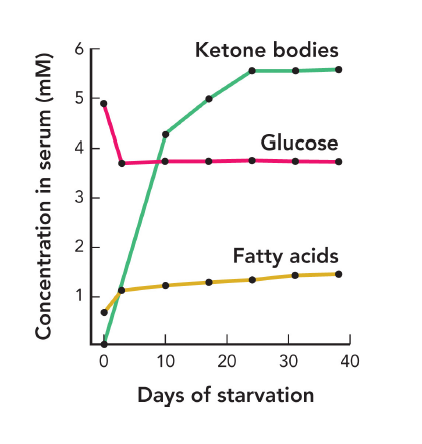 <ul><li><p>gluconeogenesis is stimulated in the liver and kidneys to generate glucose for brain cells and erythrocytes </p></li><li><p>fatty acids are used as the primary metabolic fuel in almost all tissues </p></li></ul><p></p>