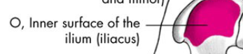 <p>inner surface of the ilium.</p>