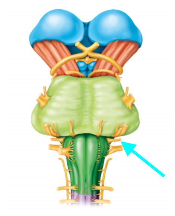 <p>Nerve, number, sensory or motor?</p>