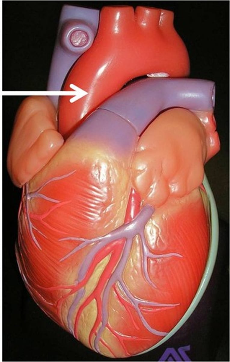 <p>-The largest artery in the body.</p><p>-Carries oxygenated blood from the left ventricle to the rest of the body.</p>