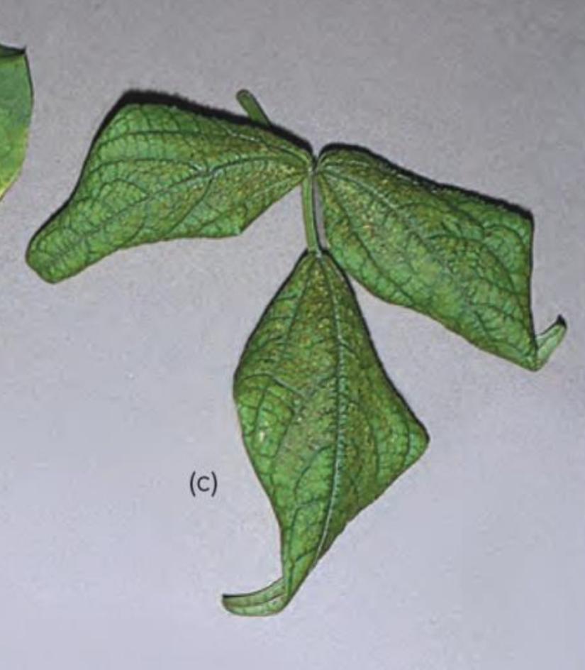<p>What are the symptoms of Phosphorus deficiency in plants?</p>