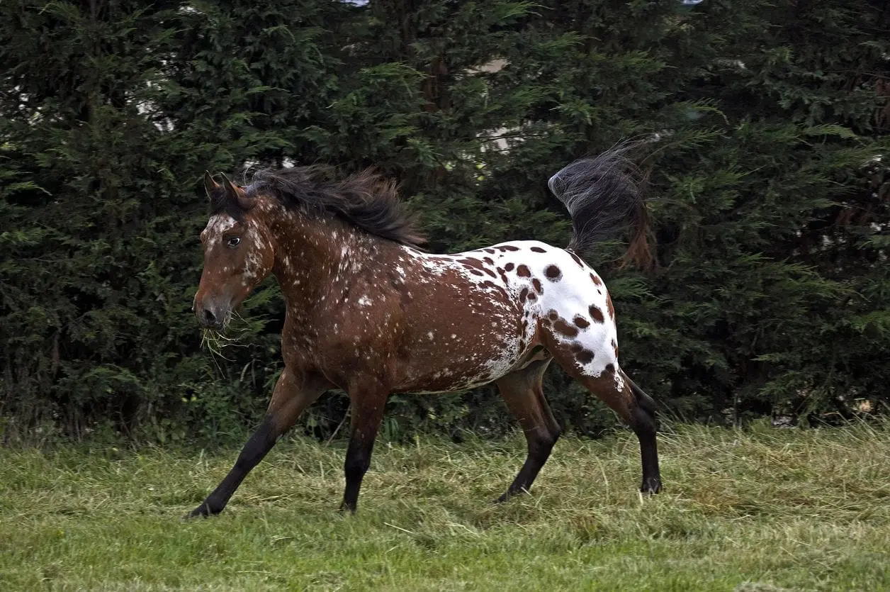 <p>Mix of colors caused by the leopard gene</p>