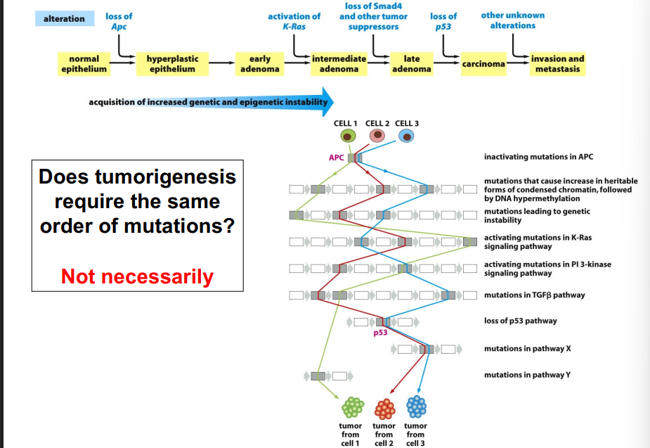 <p><span style="background-color: transparent;"><strong>Are Tumors Derived from a Single Cell?</strong></span></p>