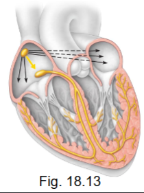 <ul><li><p>non-contractile cardiac muscle cells - modified to initiate and distribute impulses (APs) throughout the heart</p></li><li><p>produce APs spontaneously (no stimulus) BUT at different rates (make faster and slower, space b/w AP)</p></li></ul><p></p>