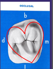 <p>Less rhomboidal compared to 1st, more heart shaped (not imo tho)</p>